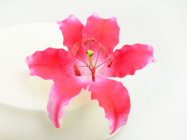 Zuckerblüte Lilie dunkel pink
