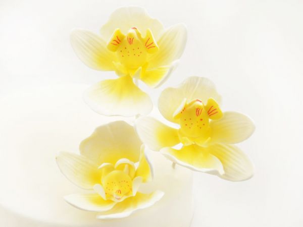 Zuckerblüte Schmetterlings Orchidee 3er